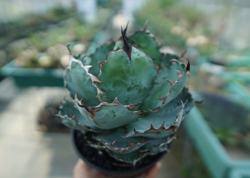 hidden agave チタノタ　✕　パラサナ　ハイブリッド　アガベ　子株 hidden agave チタノタ ✕ パラサナ ハイブリッド アガベ 子株