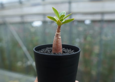 アデニウム　Adenium  No.3
