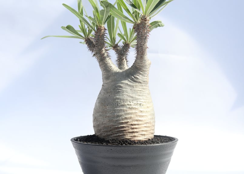 パキポディウム グラキリス② パキポディウム グラキリス 【多肉植物 2号鉢】｜ 【植物の