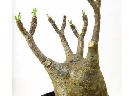 パキポディウム  グラキリス　 Pachypodium Gracilius №１