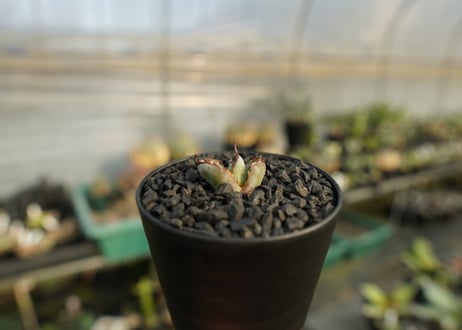 アガベ　チタノタ　 ブラックアンドブルー 　Agave titanota black and blue　No.2