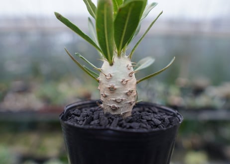 パキポディウム　カクチぺス　Pachypodium cactipes  No.1
