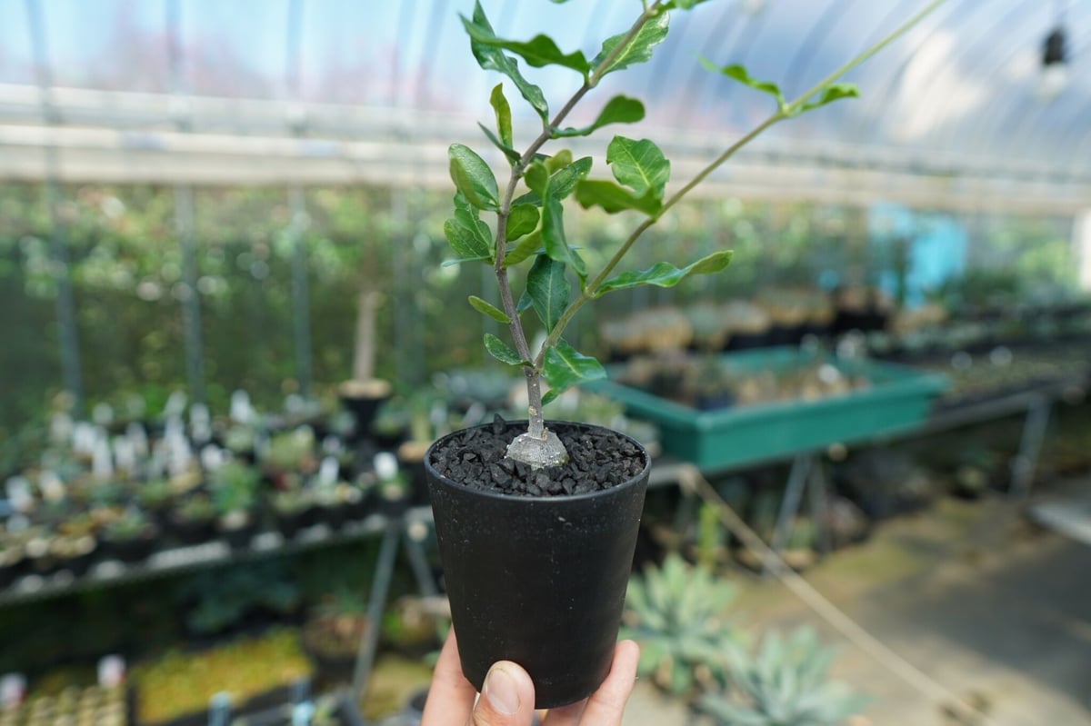 フォッケア エデュリス ”火星人” Fockea edulis No.4 | mana's