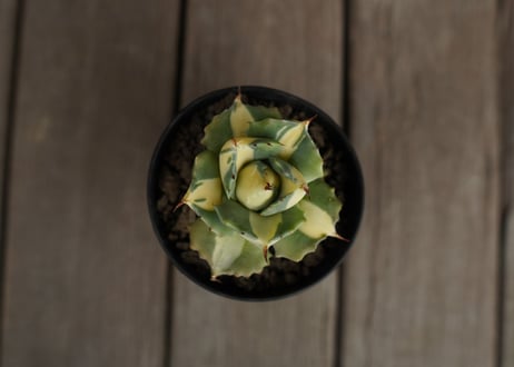 アガベ　王妃雷神錦　黄中斑　Agave　“Ohi Raijin Nishiki Kinakahu”