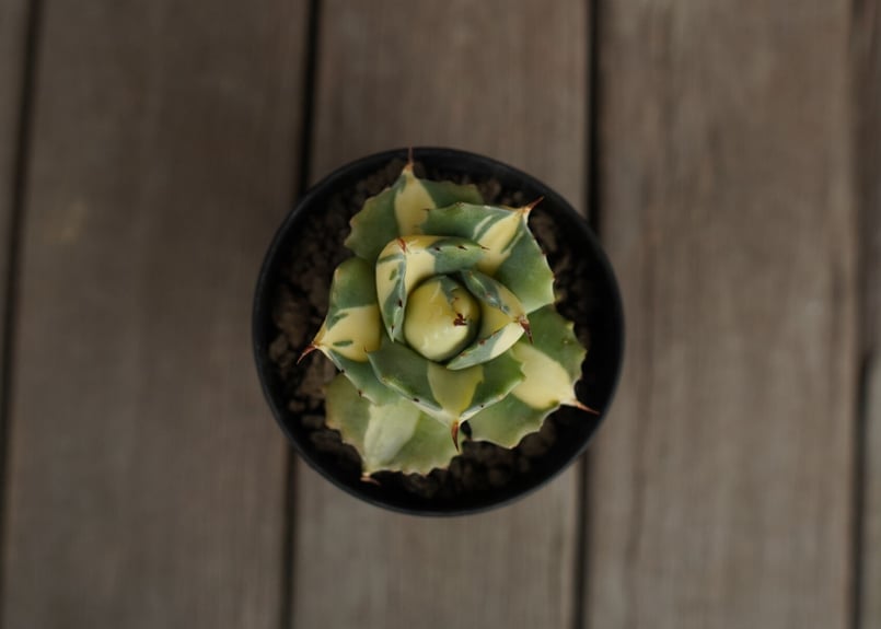 アガベ 王妃雷神錦 黄中斑 Agave “Ohi Raijin Nishiki Kinakah