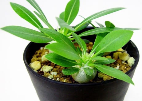 Pachypodium eburneum　パキポディウム　エブレネウム　実生苗３株セット