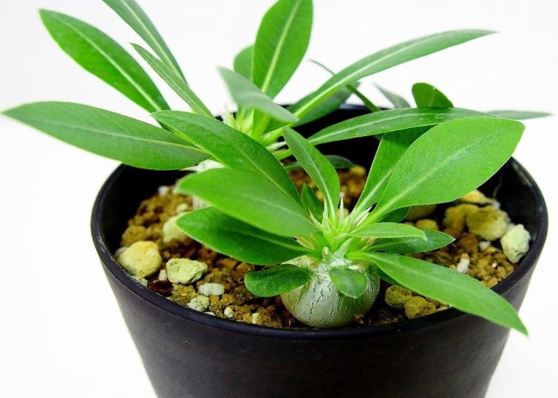 Pachypodium eburneum パキポディウム エブレネウム 実生苗3株セット