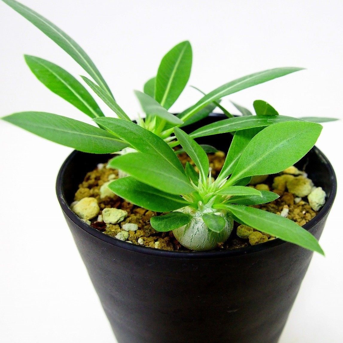 Pachypodium eburneum パキポディウム エブレネウム 実生苗3株セット