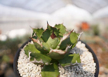 agave titanota 　dwarf　No.2