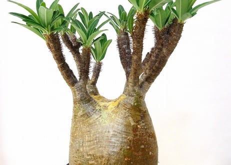 パキポディウム グラキリス　 Pachypodium Gracilius №1