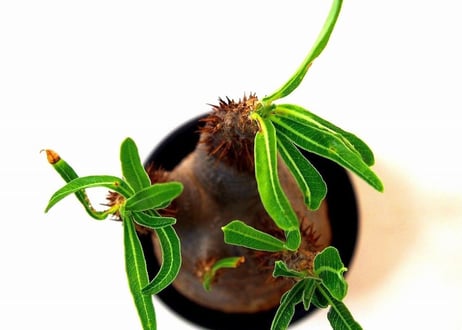 Pachypodium Gracilius パキポディウム  グラキリス  №2 little