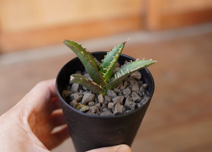 AGAVE TITANOTA イタリアメリクロン変異ロット株（子株付き） Kings-Plants | agave titanota 毒蛇 この株のネーミング由来は
