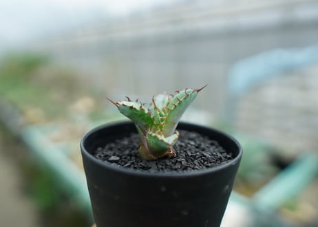 アガベ　チタノタ　 ブラックアンドブルー 　Agave titanota black and blue　No.1