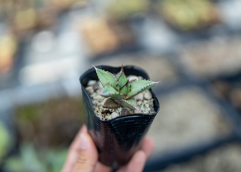 アガベ　オテロイ　実生　斑入り アガベ オテロイ 斑入り 沖縄実生 | mana's farm:塊根植物・アガベ