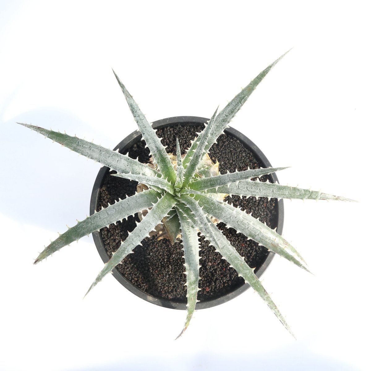 ディッキア フォステリアナ 野生採取クローン ディッキア