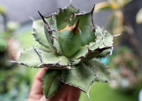 Agave titanota FO-76 A NO.2
