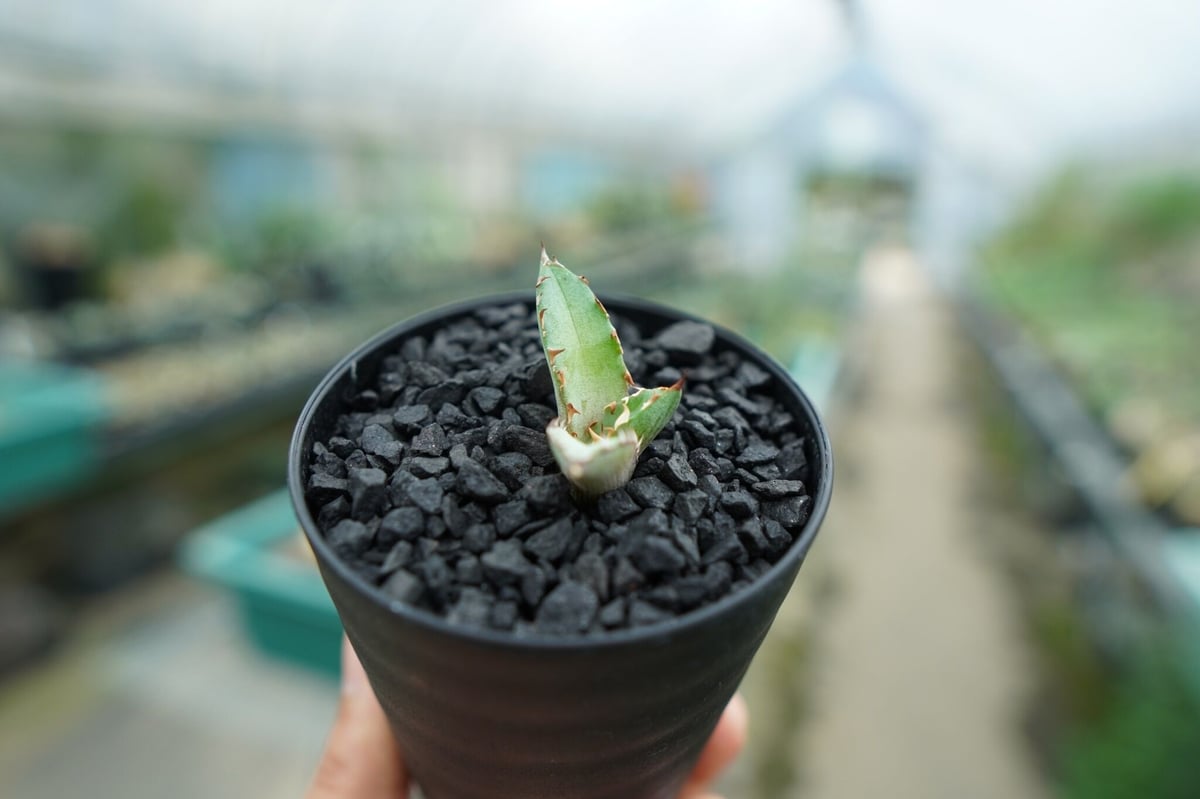 アガベ チタノタ 萬代厳竜 Agave lophantha×titanota No.2 | m アガベ チタノタ 萬代厳竜 Agave lophantha×titanota No.2 | m