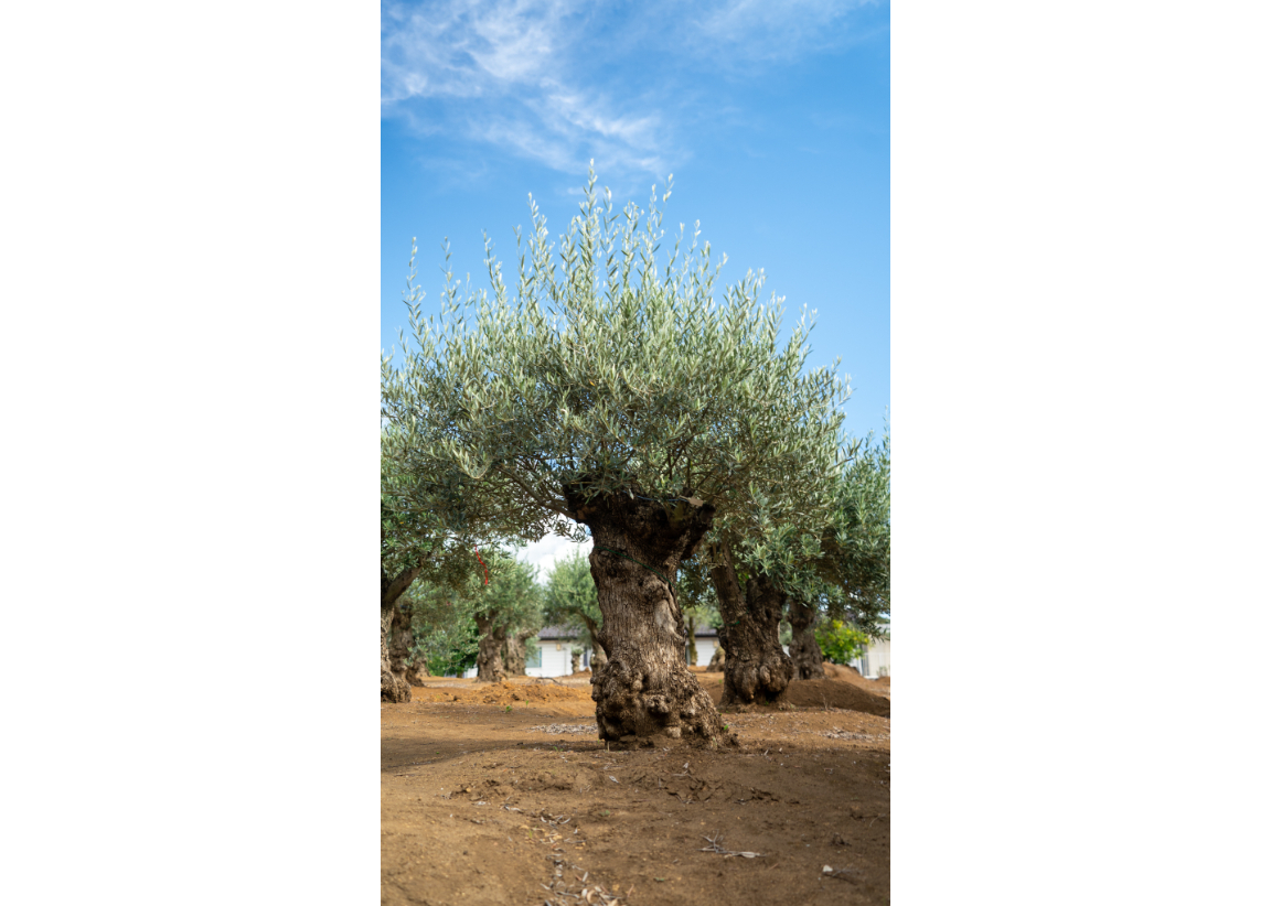 極太幹×樹肌美】真の古木オリーブ｜非公開農園より一点物入荷 | mana's