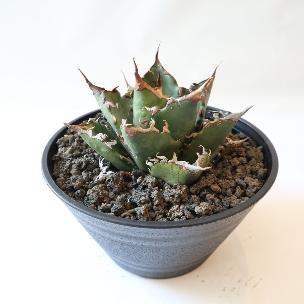 Agave titanota FO-76 compacta select | mana's Agave titanota FO-76 compacta select | mana's