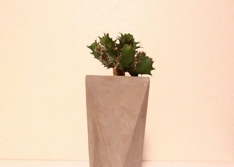 ユーフォルビア　トルチラマ　Euphorbia tortirama no.2