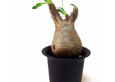 Pachypodium Gracilius パキポディウム  グラキリス  №１ little