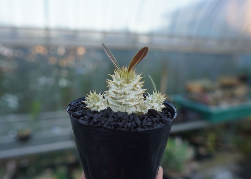 パキポディウム デンシフローラム Pachypodium densiflorum No.3