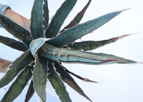 Agave difformis
