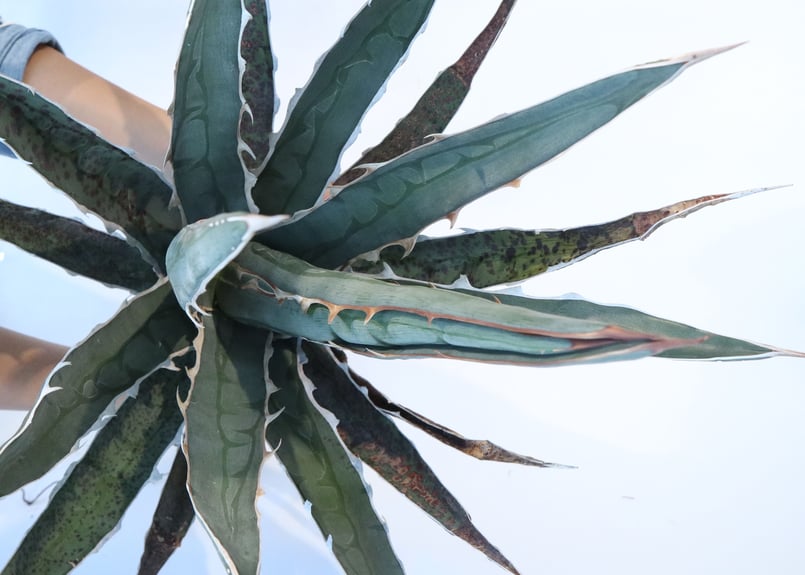 希少Agave difformis 大株 Agave difformis | mana's farm:塊根植物・アガベ・ドライ