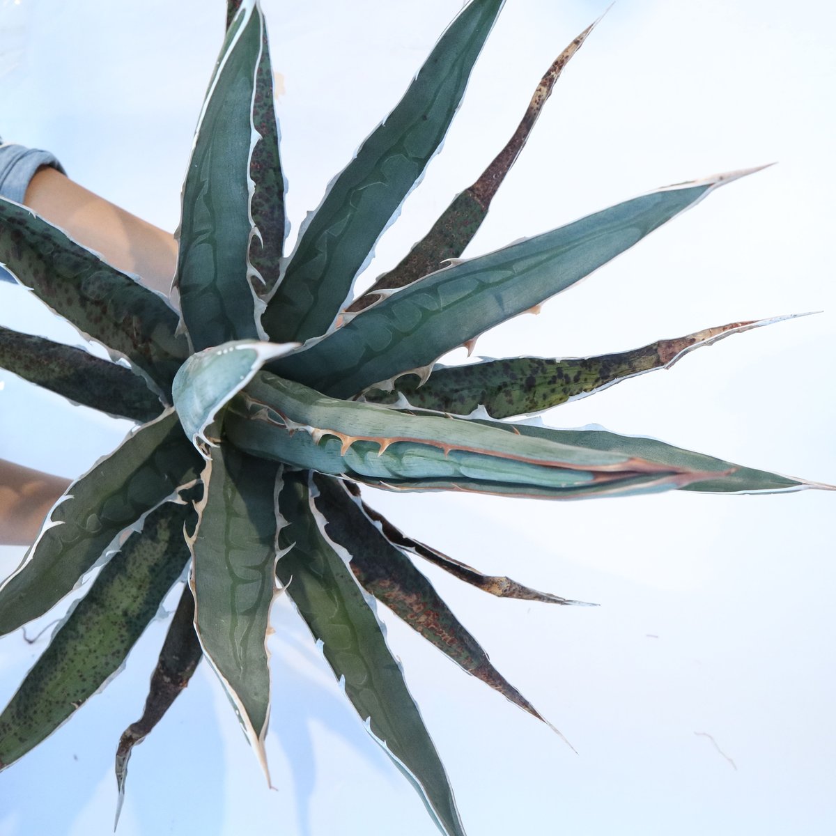 fit=scale-down,w=1200