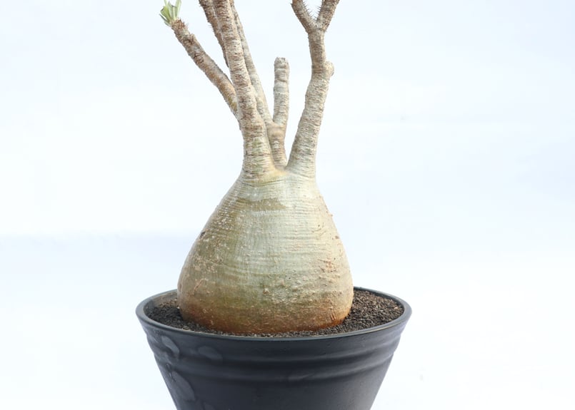 パキポディウム グラキリス no.31 | mana's farm:塊根植物・アガベ