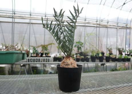エンセファラルトス　 ホリダス　Encephalartos horridus　 NO.4