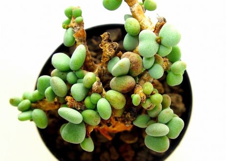 Ceraria pygmaea ケラリア・ピグマエア  №6