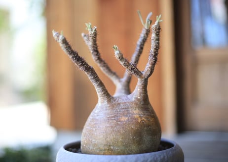 グラキリス　 Pachypodium Gracilius