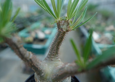 パキポディウム　グラキリス　 Pachypodium Gracilius  No.5