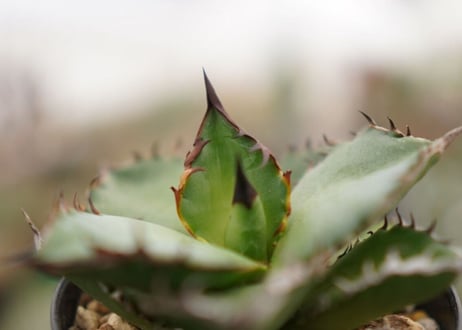 Agave titanota ” Black flame"