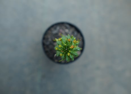 ユーフォルビア　スザンナエ　Euphorbia susannae