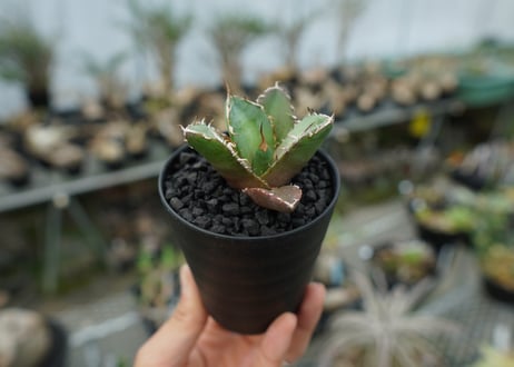 アガベ　チタノタ　鬼爪雪峰  Agave titanota “Onitsume Yukimine” 子株　No.1