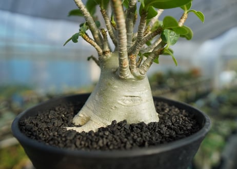 アデニウム　Adenium　No.3