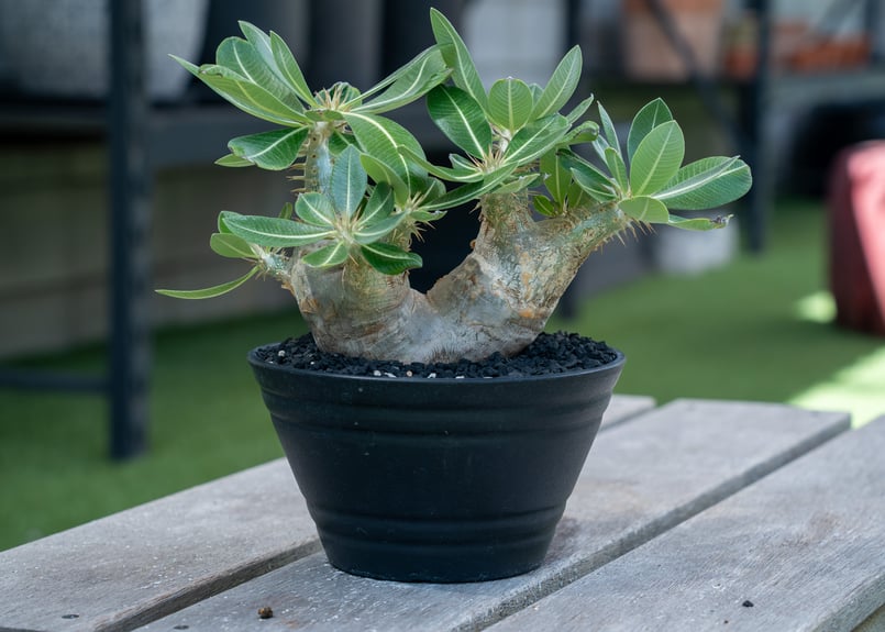 パキポディウム エブレネウム | mana's farm:塊根植物・アガベ・ドライ