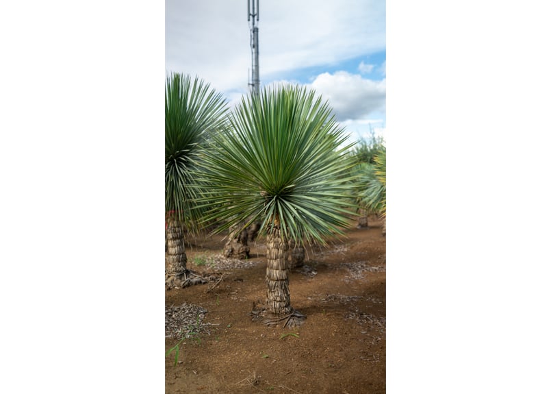 極上株】ロストラータ｜抜群のブルー＆完璧な根張り／一点物 | mana's