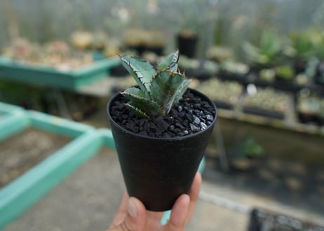 アガベ　チタノタ　 ブラックアンドブルー 　Agave titanota black and blue　No.4