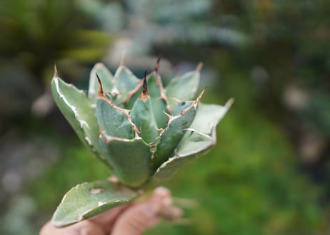 Agave titanota 白鯨 A NO.5