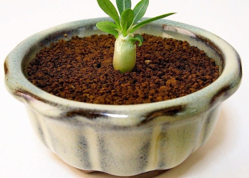 Pachypodium eburneum パキポディウム エブレネウム 実生苗 | mana'