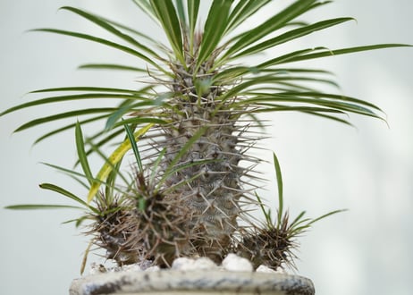 Pachypodium lamerei