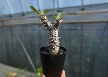 パキポディウム　デンシフローラム Pachypodium densiflorum   No.2