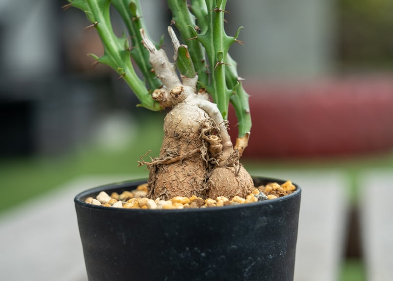 15-20年モノ 親株 ユーフォルビア クンチー 15-20年モノ 親株 ユーフォルビア クンチー ユーフォルビアクンチー