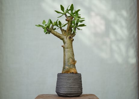 Tylecodon paniculatus
