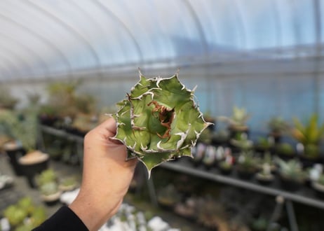agave titanota　シーザー　caesar
