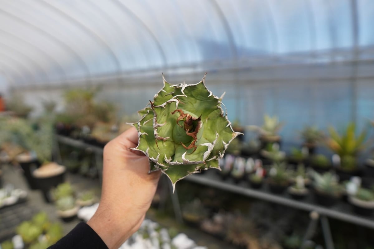 agave titanota シーザー caesar | mana's green:塊根植物販 agave titanota シーザー caesar | mana's green:塊根植物販