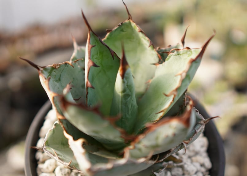 Agave titanota 'black and blue' 子株付き No.3 | man